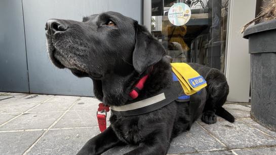 Assistentiehond sticker